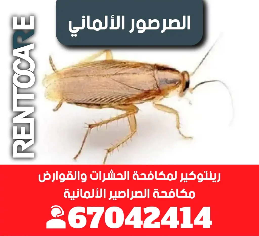 الصرصور الألماني