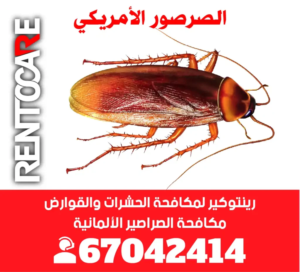 الصرصور الأمريكي التعريف والتوصيف