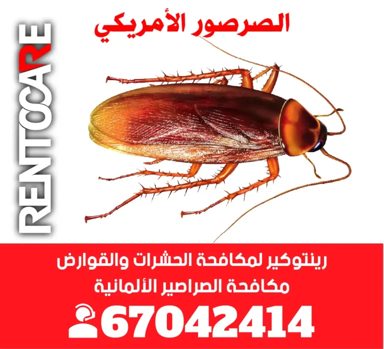 الصرصور الأمريكي التعريف والتوصيف