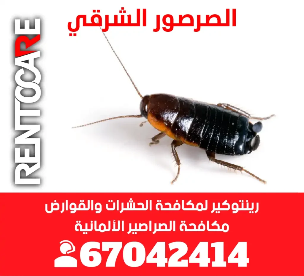 الصرصور الشرقي الدليل الكامل